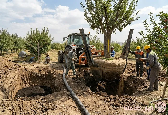 جابجایی درخت سیب